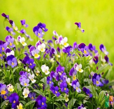 Tranh dán tường Hàn Quốc hoa păng-xê FW - 037